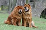 CHOW CHOW 749
